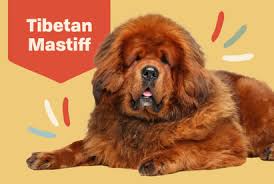 Legends of learning dog breeder game. Tibetan Mastiff Dog Breed Information Characteristics Daily Paws