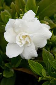 Image result for Gardenia 2012 MiTo