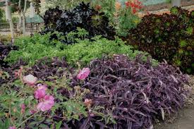 Image result for Tradescantia pallida