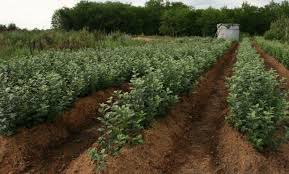 А при совершенно отличных для нее условиях существования за год она может вырасти более чем на три метра. Kak Podnyat 1 Mln Za 12 Let Vyrashivaya Chudo Derevya Agrotrade Club