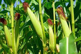 These two traits are primarily regulated by several phytohormones. Life Cycle Of Maize Life Cycle Of Okro And Maize Plants