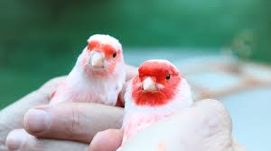 Vermelhos Mosaicos – Orientações Atuais – BioSuprem