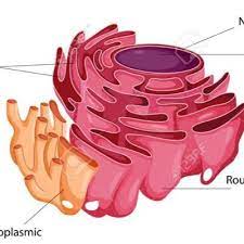 The smooth endoplasmic reticulum (smooth er) is a membranous organelle found in most eukaryotic cells. Smooth Rough Endoplasmic Reticulum Smootherpickups Twitter