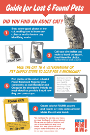 Follow the steps above, and you should have a relatively easy, if relatively long, stray cat introduction. American Pets Alive What To Do When You Find A Cat And The Shelter Is Closed