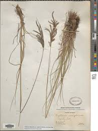 Image result for Digitaria diagonalis