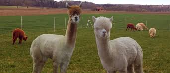 Ammersee Alpakas Ist Ein Reitstall In Der Schonen Natur Rund Um Eching Am Ammersee Eching Am Ammersee Alpakas Ammersee