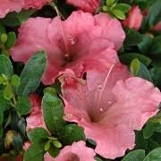 The memoir was written in english. Rhododendron Satsuki Group Gumpo Pink Evergreen Azalea Hybrid Azalea Azalea Care Plant Varieties Pruning Advice