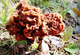 Maybe you would like to learn more about one of these? Deadly Beauty Poisonous Mushroom Design Swan