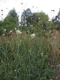 Image result for Cephalaria