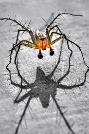 35 Stunning Macro Photography Ideas Pinterest Spider Insects And Creatures