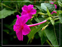 Pin On Flowers Jasmine
