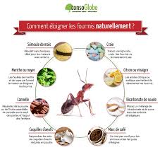 Un Anti Fourmi Naturel 12 Methodes Pour Eloigner Les Fourmis Page 13