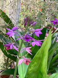 Image result for Calanthe sylvatica