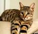 F1, F2, F3, F4, & F5 Savannah Cats for Sale by Kitten ...