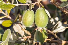 Image result for Feijoa sellowiana