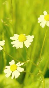 Download Free Hd Wallpaper From Above Link Daisy Flower Grass Garden Nature In 2020 Qhd Wallpaper Spring Flowers Wallpaper Grass Wallpaper