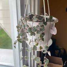 Image result for Ceropegia breviflora