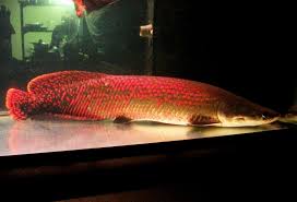 Super Red Arapaima Gigas Siriwan Farm Fish Freshwater Fish Beautiful Fish