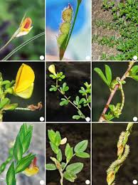 Image result for Zornia