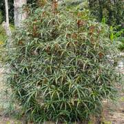 Image result for Achyrospermum aethiopicum