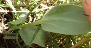 Image result for Senecio ruwenzoriensis