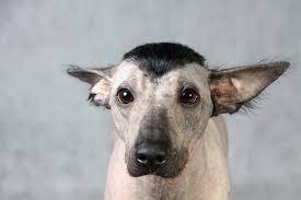 samye urodlivye sobaki v mire top 9 s fotografiyami i nazvaniyami