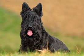 You have to decide between the miniature schnauzer and scottish terrier? Scottish Terrier Hunde Informationen Zu Den Rassen Omlet