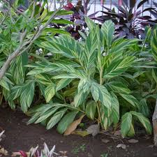Image result for Alpinia zerumbet