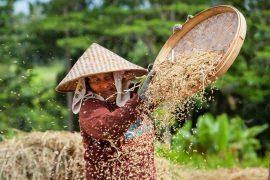 Image result for Ischaemum amethystinum