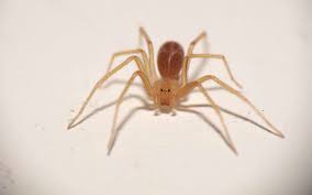 Jun 19, 2021 · et pour ceux d'entre eux qui auraient été épargnés par les araignées, il faut aussi faire face à une invasion de souris, conséquence du réchauffement climatique. Morsure D Araignee Violon En Charente Maritime Pourquoi Il Ne Faut Pas S Inquieter