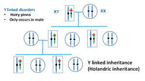 Such traits are determined by genetic loci that occur only on the y holandric. a dictionary of biology. Which One Of The Following Is Holandric Inheritance
