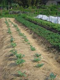 Landscape fabric isn't biodegradable, though, so you'll need to remove it before plowing your garden. Landscape Fabric Sustainable Market Farming