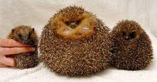 Pin On Animals Various