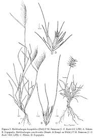 Check spelling or type a new query. Vista De El Genero Muhlenbergia Poaceae Chloridoideae Cynodonteae Muhlenbergiinae En Colombia Caldasia