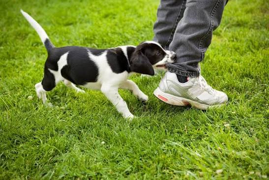 When a Dog Bite Has You Thinking Twice: Quick Risk Assessment for Dog  Guardians | Dog Savvy