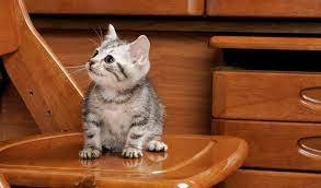 The american is an easy cat to care for and makes a wonderful, quiet companion. American Shorthair Cat Breed Information