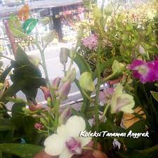 Bunga anggrek, khususnya yang berwarna putih, melambangakan. Jual Tanaman Bunga Anggrek Aneka Warna Agro Bibit Id