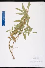 Image result for Hydrolea brevistyla