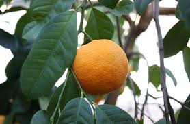 Image result for Citrus reticulata