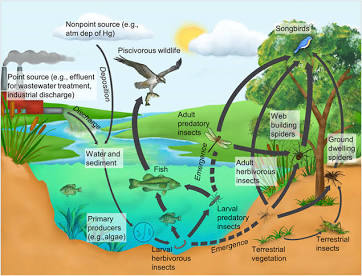 The Interconnected Web of a Balanced Ecosystem, AI generated