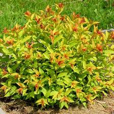 False Spirea Flower Essence Best Flower Wallpaper