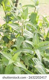 Image result for Pouzolzia parasitica