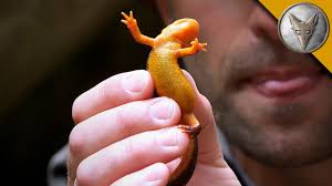Image result for california newts