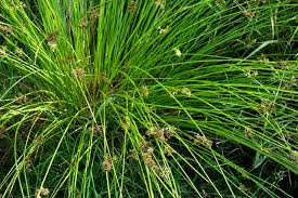 Image result for Juncus effusus