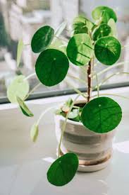 Image result for Pilea
