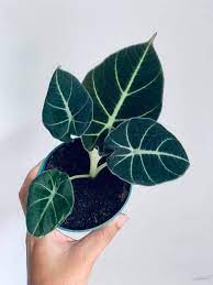 The alocasia originates from malaysia and borneo. Alocasia Reginula Alocasia Black Velvet Care Flair Guide Terrarium Tribe
