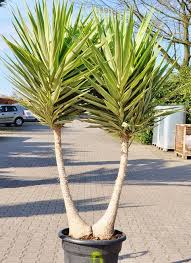 Yucca Jewel Riesen Palmlilie Verzweigt Palmlilie Yucca Pflanze Und Pflanzen Schatten