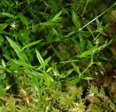 Image result for Stellaria sennii