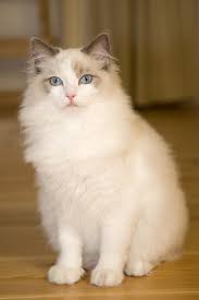 One of the most distinctive is its large size, while the other is its soft and silky coat. Ragdoll Cats Thecatsite Articles