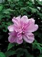Beware of the Rose of Sharon (Althea) in your garden